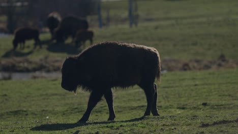 Large-Brown-Beautiful-Bison-Walks-alone-away-from-Herd-in-a-Green-Grassy-Field