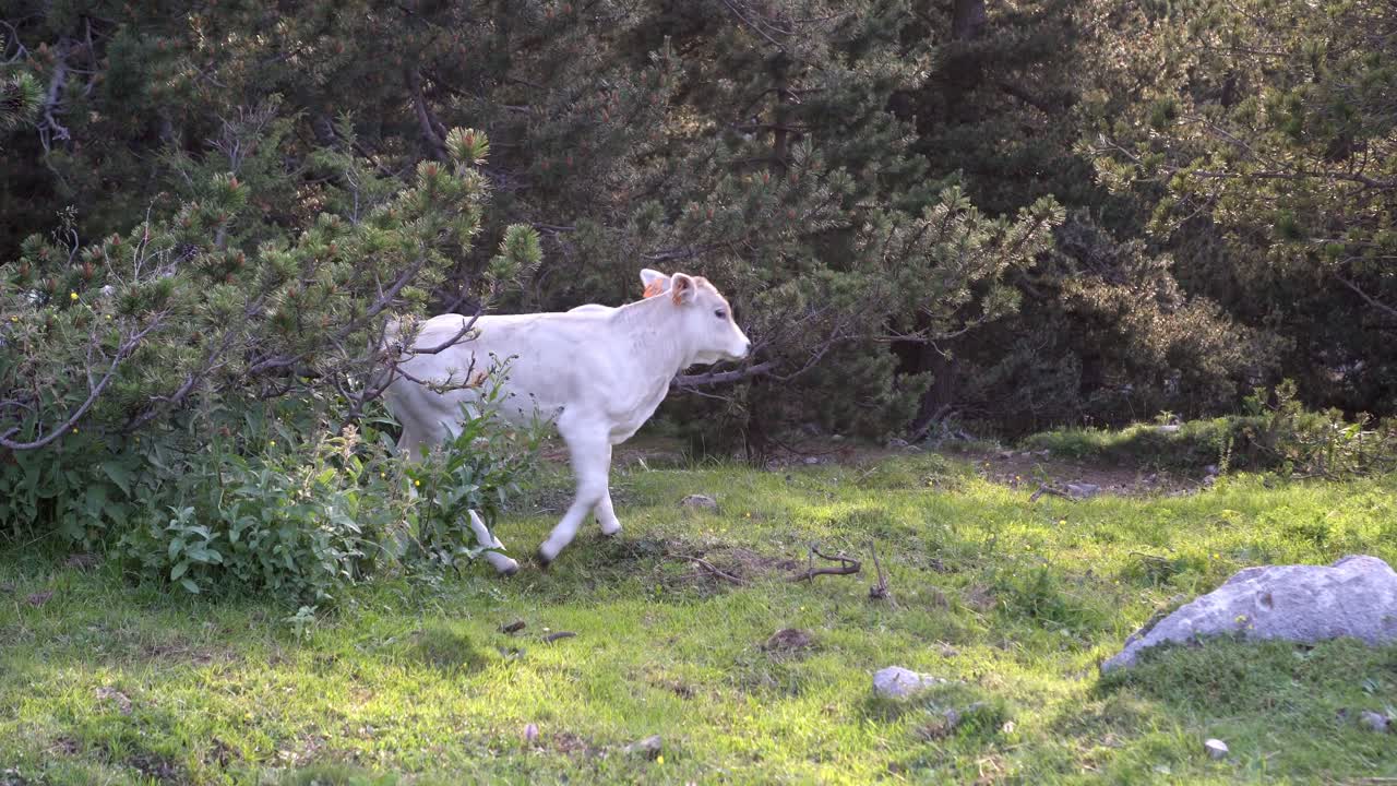 작은 피레네아 송아지가 산에서 자유롭게 풀을 잡고 유기농과 지속 가능한 고기를 생산합니다.
