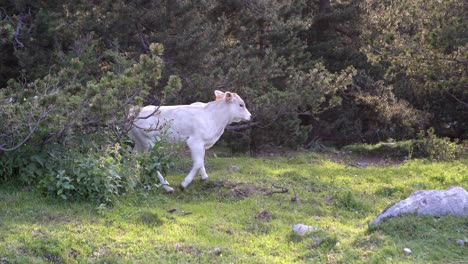 Small-Pyrenean-calf-grazing-freely-in-the-mountains-to-produce-organic-and-sustainable-meat