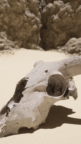 cow skull in the desert