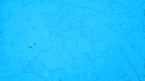 colorful oil drops floating on water surface, top view. fantastic abstract background. bright bubbles moving and spreading. close up 4k video of weird liquid structures. scientific chemical experiment