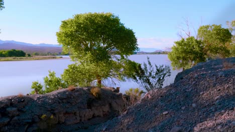 Green-tree-and-river-by-blue-sky