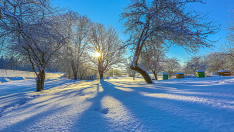 Baumschatten-Tanzen-über-Neuschnee,-Sonnenstrahlen-Hinter-Bäumen