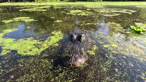 Alligator-Blinzelt-Und-Nähert-Sich-Der-Kamera,-Nahaufnahme,-Super-Slomo