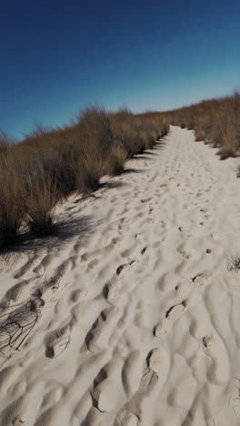 coastal sand dune landscape