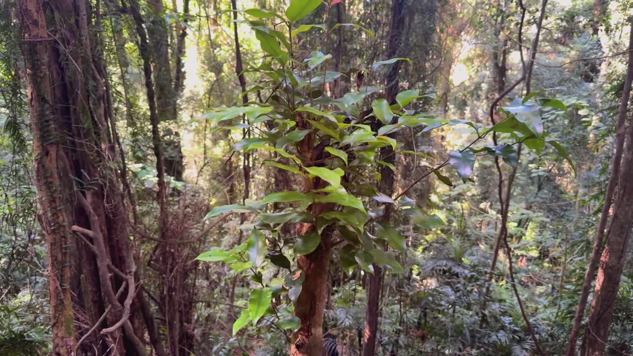 Camera slowly pans through dense, sunlit rainforest highlighting ferns and tree trunks in daylight