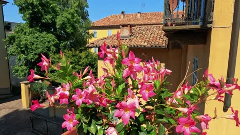 flores coloridas florecen en un entorno italiano soleado