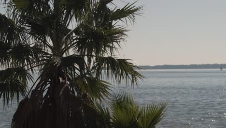 dos palmeras con el puerto de charleston como telón de fondo