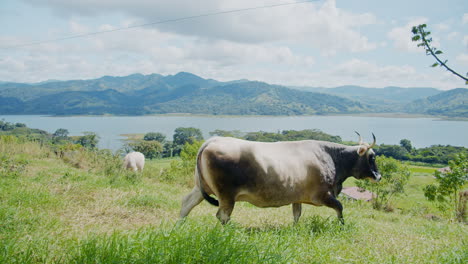 Cow-grazing-in-open-grassland-in-La-Fortuna---Costa-Rica