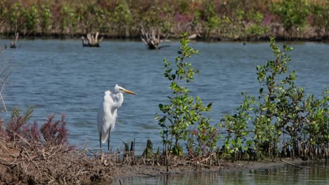 Blick-Nach-Rechts,-Im-Kampf-Gegen-Den-Wind,-Gesehen-Auf-Dem-Damm,-Wo-Er-Sich-An-Einem-Hellen-Tag-In-Einem-Mangrovenwald-Ausruht,-Silberreiher-Ardea-Alba,-Thailand