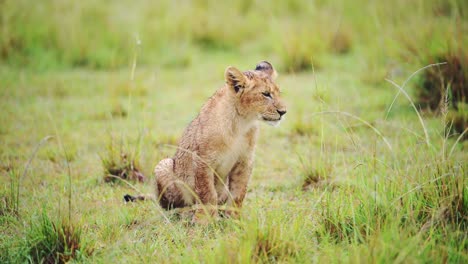 Joven-Cachorro-De-León-Caminando-Por-La-Llanura-Del-Desierto-Africano-Aprendiendo-A-Cazar,-Fauna-Africana-En-La-Reserva-Nacional-De-Maasai-Mara,-Kenia,-Animales-De-Safari-En-áfrica