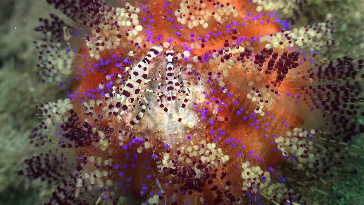Two coleman shrimps riding on fire urchin. Wide angle shot on coral reef in the Philippines