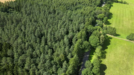 countryside road crossing a coniferous tree forest, while a car move through it