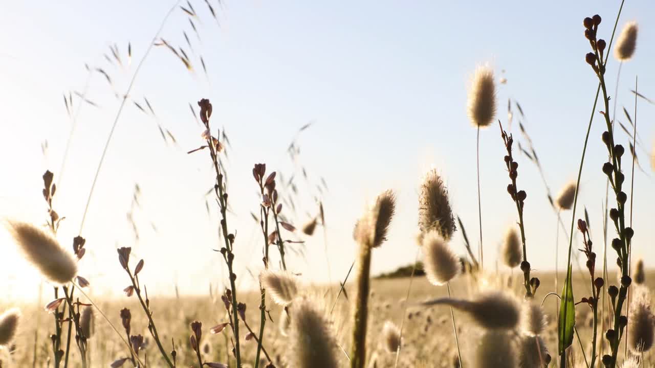 A field alive with light; heads of dry grasses gently blow in the breeze at sunset