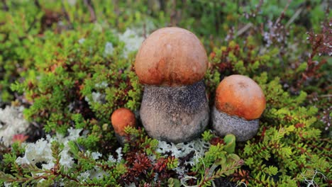 beautiful boletus edulis mushroom in arctic tundra moss. white mushroom in beautiful nature norway natural landscape. mushrooms season.