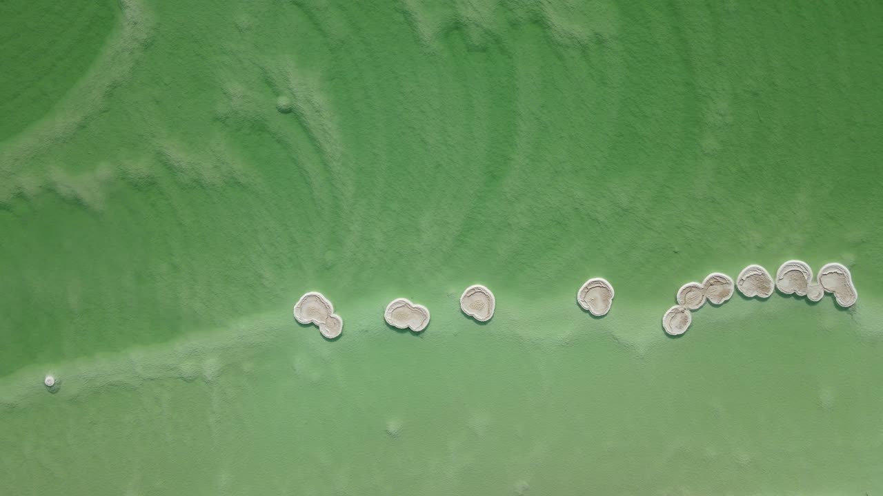 사해 솔트 레이크 버섯