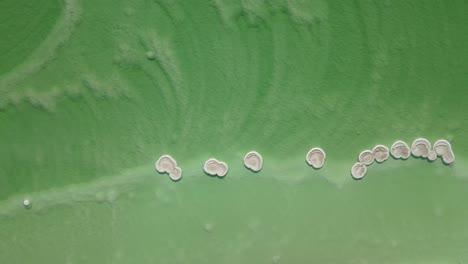 hongos del lago salado del mar muerto