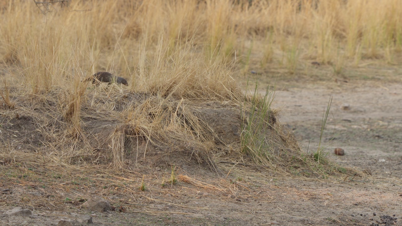 Banded mongoose walks and forages by a termite mound in dry savanna grassland, Kruger National Park, South Africa. Natural wildlife behavior in African bush habitat.