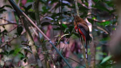 Trogón-De-Cabeza-Roja,-Harpactes-Erythrocephalus,-Tailandia