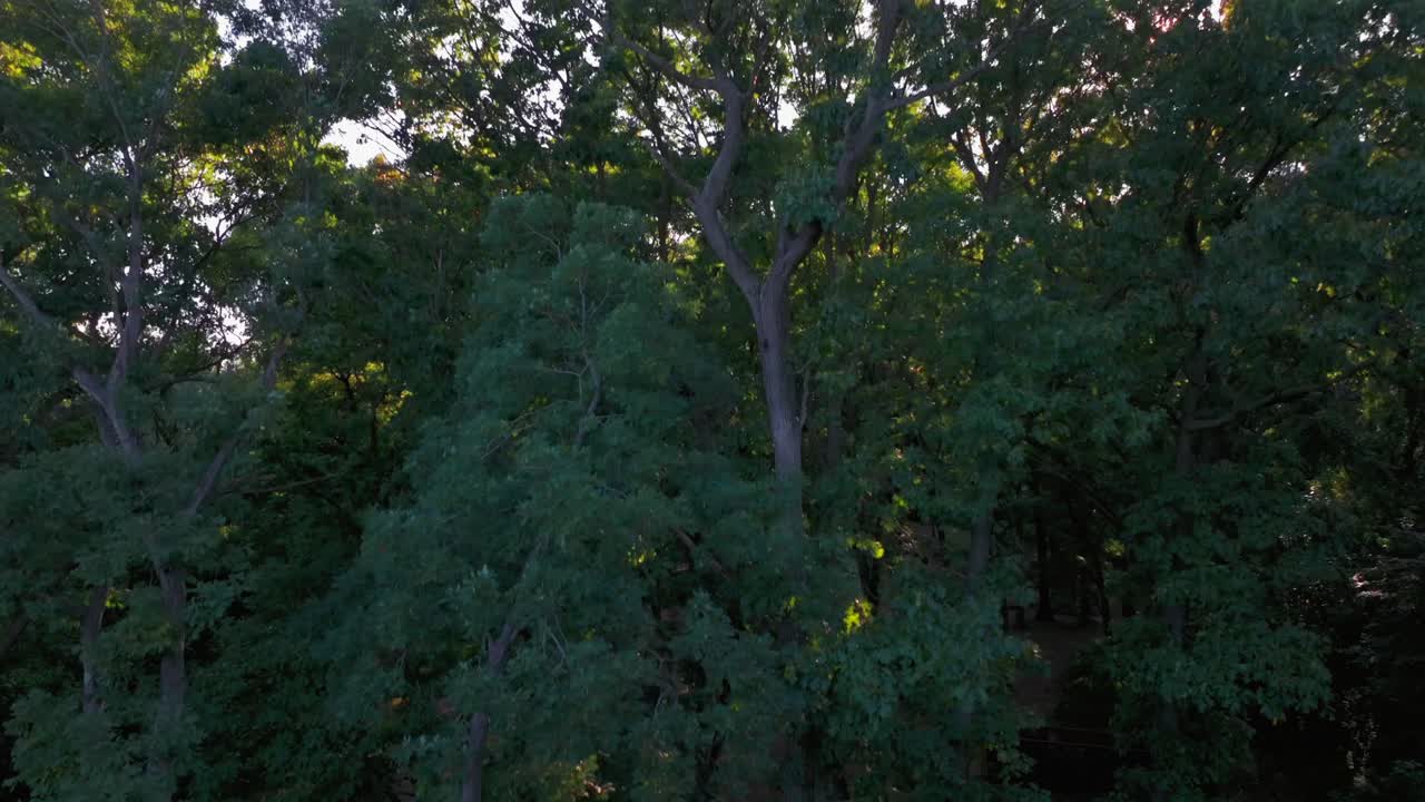 An aerial view in a park with tall, green trees on a sunny day. The drone camera boom up facing the sun blocked by the trees.