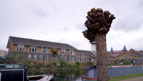 trimmed tree by the canal in london, branches cut away, only the trunk left, birdhouse swinging in the wind in slow-motion, on a cloudy day