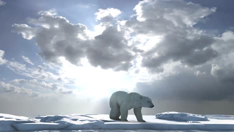 polar bear on arctic ice floe