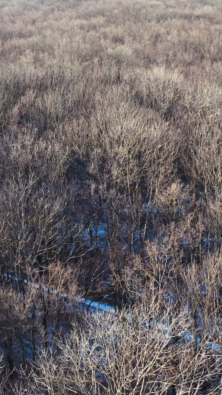 Forest without leaves in a sunny day. Natural landscape of winter forest. Aerial view. Motion camera back. Vertical video