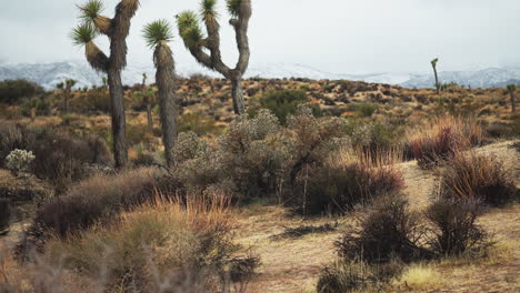 árboles de yuca en el área de los árboles de josué