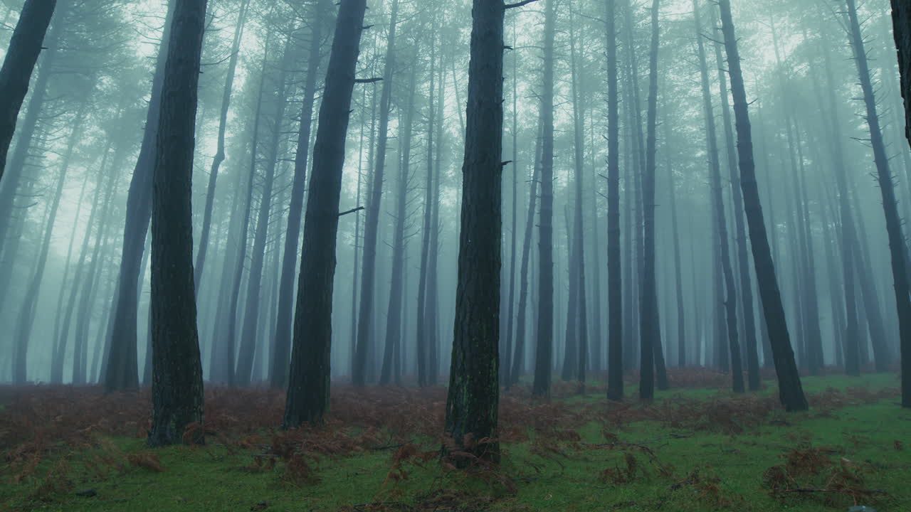 Tall, Slender Mountain Trees Shrouded in the Mystery of Thick Fog