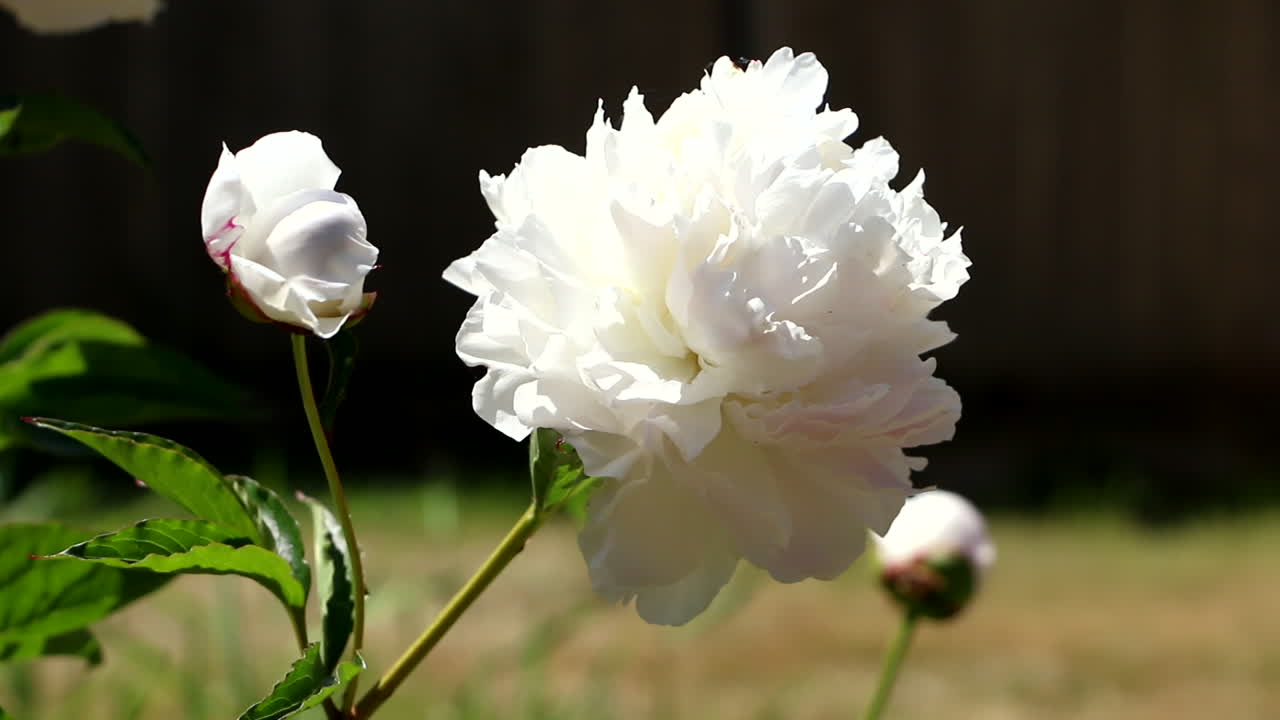 정원에서 부드럽게 흔들리는 줄기에 흰 장미의 잠긴 보기