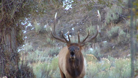 un gran alce camina por el bosque y llama a un compañero 3