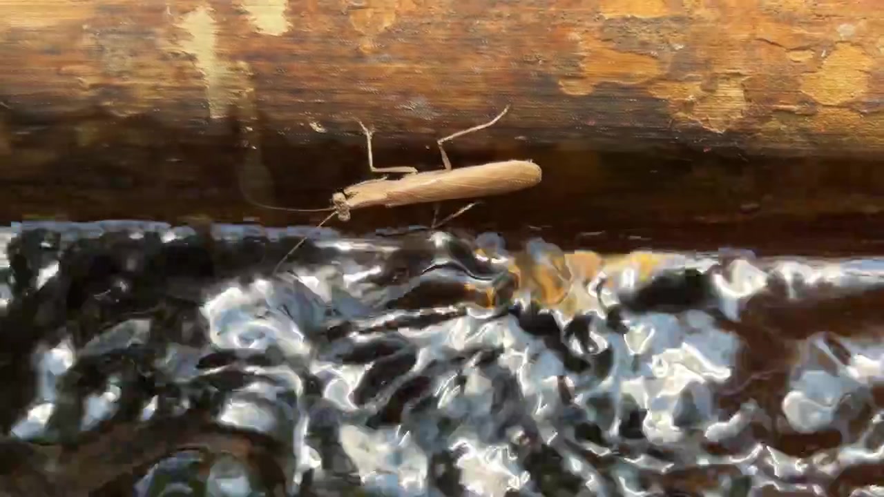 Brown Praying Mantis Drinking Water from a Flowing Stream