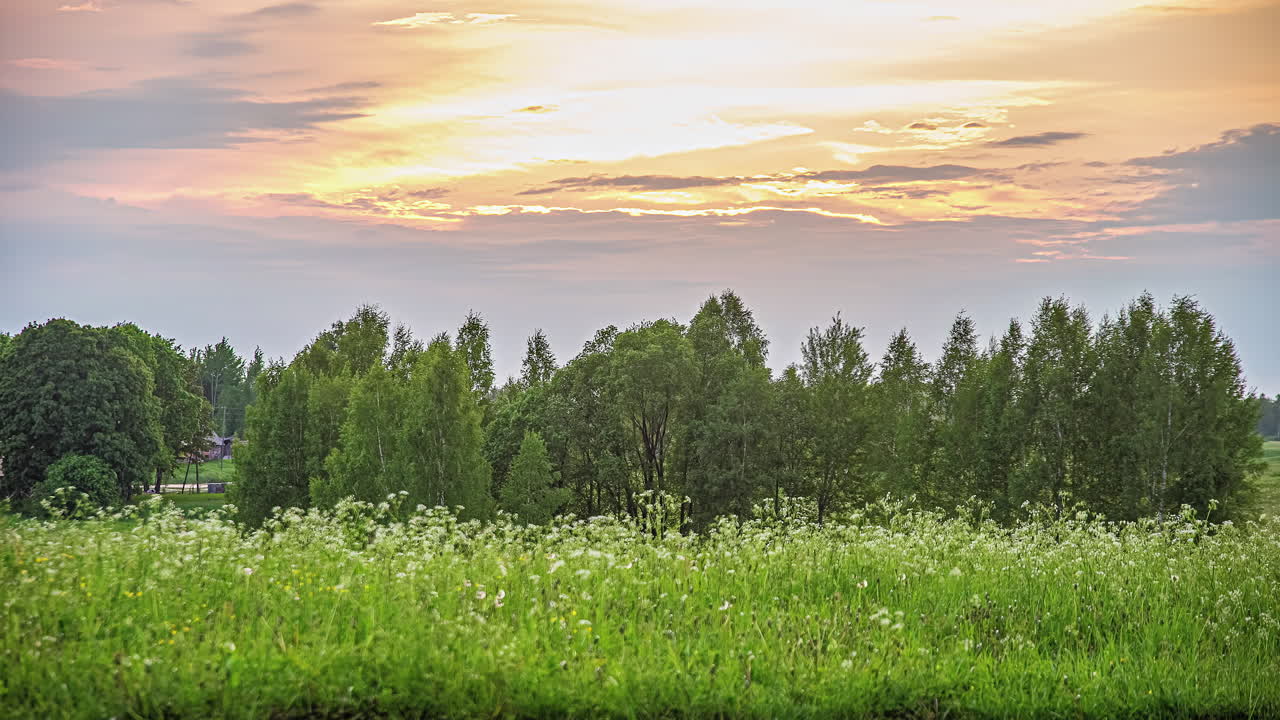 야생화와 나무가 가득한 들판 위로 밝은 일출 - 시간 경과
