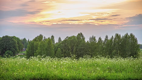 bright sunrise over a field of wildflowers and trees - time lapse