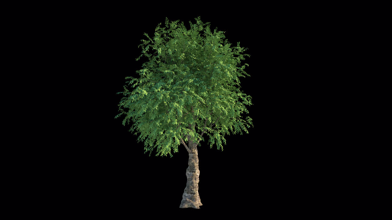 Albero verde isolato con foglie ondeggianti su canale alfa