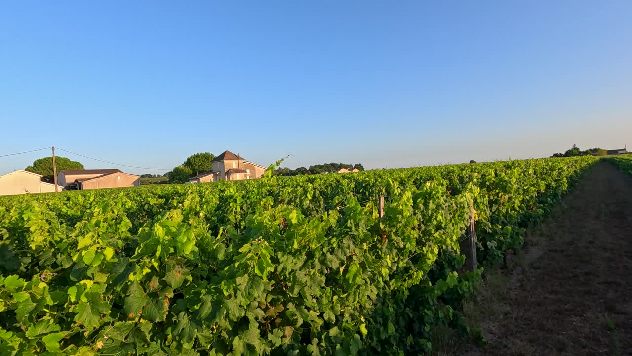 Vineyard at sunset in Castillon-la-Bataille