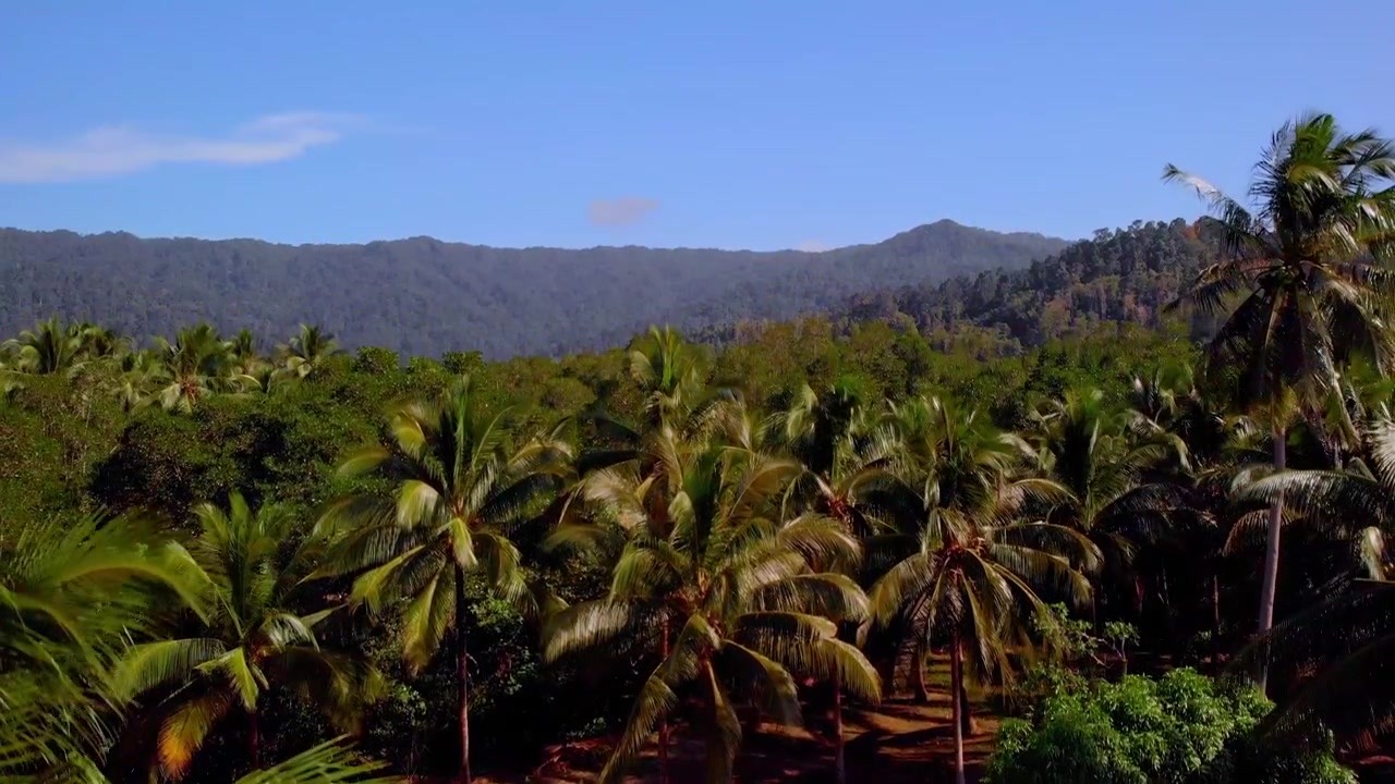 Tomada ascendente subindo através de uma densa plantação de coqueiros, revelando uma exuberante cordilheira que se estende pelo horizonte sob um céu tropical azul profundo