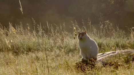 Gato-Sentado-Tranquilamente-Al-Sol-En-La-Hierba-Alta