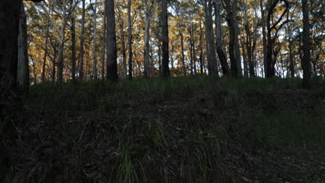 Looking-up-in-eucalyptus-forest---120-degree-tripod-reveal---ground-green-leaves-to-blue-sky,-golden-hour---4K-59