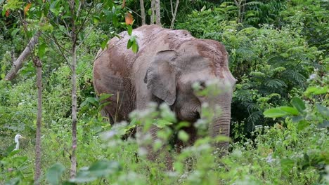 los elefantes asiáticos son especies en peligro de extinción y también son residentes de tailandia