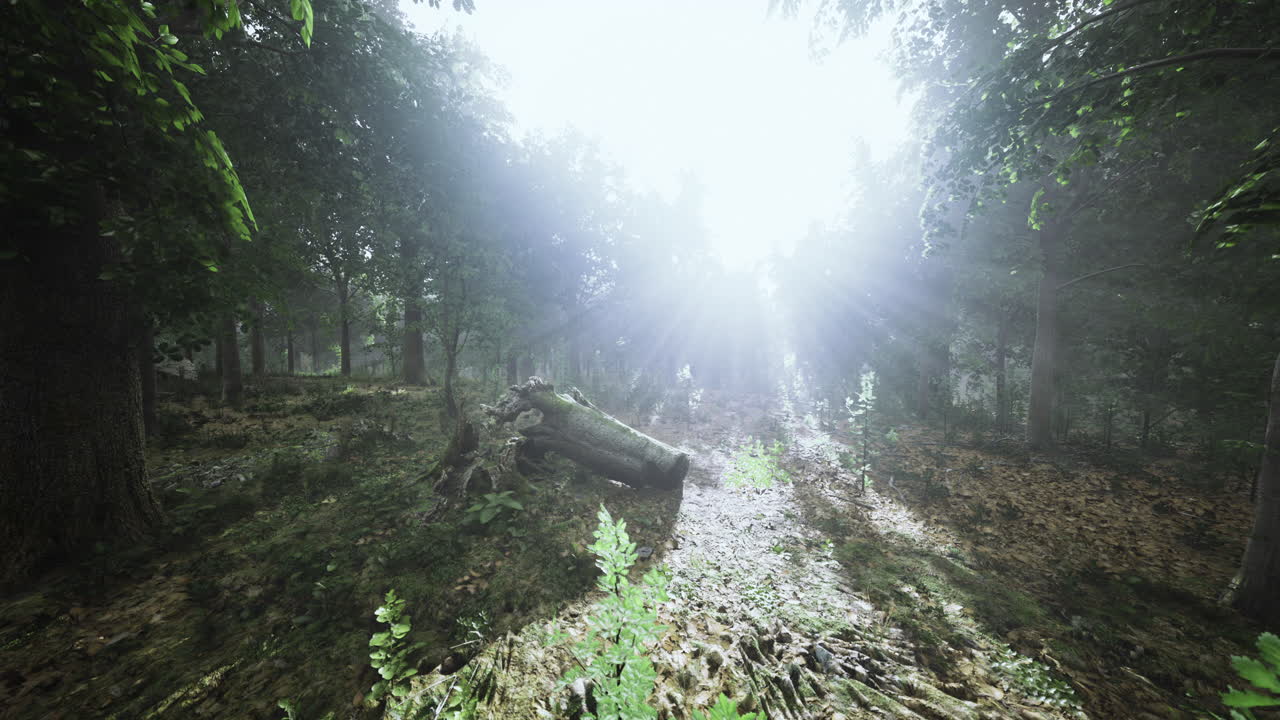 Sunlight filtering through trees in a serene forest during daytime