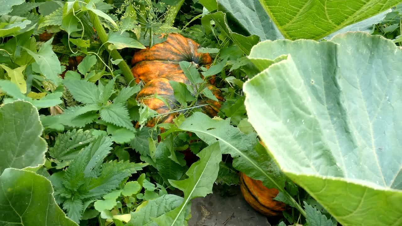 녹색 식물 들 사이 에 익은 오렌지 호박 의 근접적 인 모습