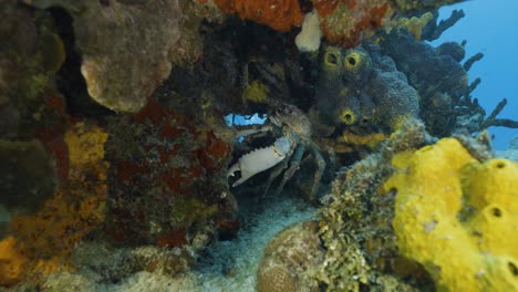 Cozumel.Reef-and-crab.-Mexico.-Underwater-life