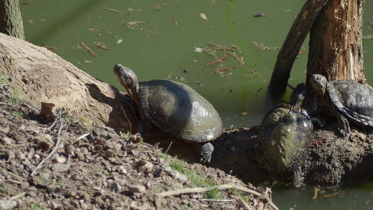 Turtles Basking on a Log by a Pond