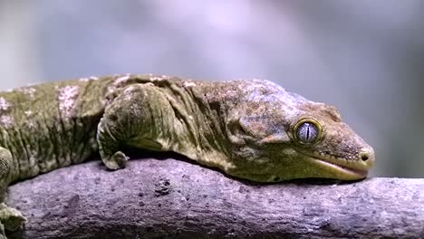 gecko gigante de nueva caledonia moviéndose lentamente en la rama de un árbol - un primerísimo plano