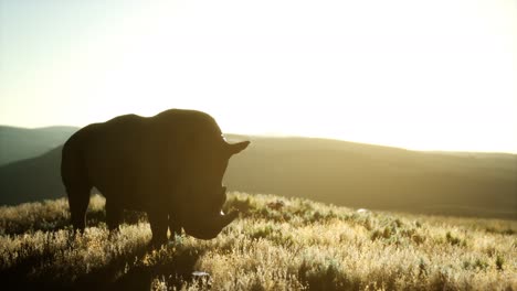 rhino standing in open area during sunset