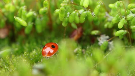 Close-up-wildlife-of-a-ladybug-in-the-green-grass-in-the-forest