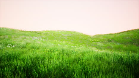 rolling hills covered in lush green grass and flowers
