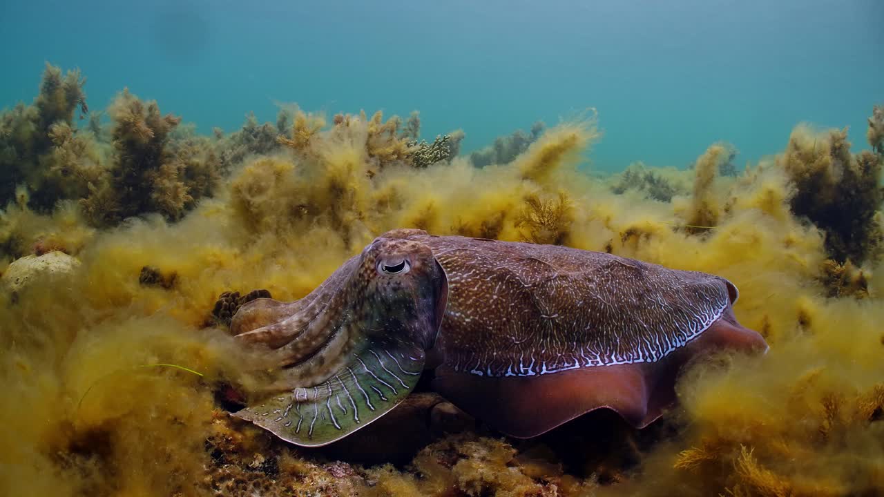 sepia gigante australiana sepia apama migración whyalla sur de australia 4k cámara lenta, apareamiento, puesta de huevos, lucha, agregación, bajo el agua
