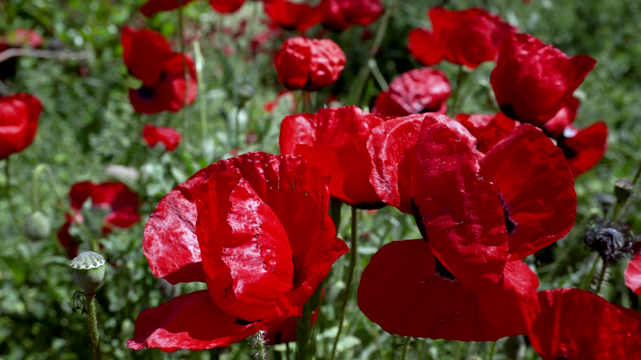 Natural Red Tulips fluctuating in the wind slow motion stock video